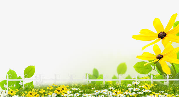 菊花绿叶春天背景素材免抠
