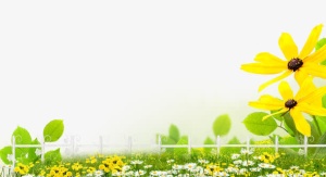菊花绿叶春天背景素材免抠