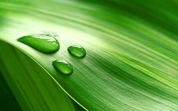 芦荟叶绿色清新水珠清澈免抠