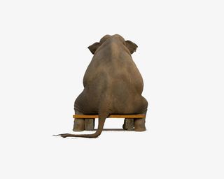 坐着的大象背影免抠