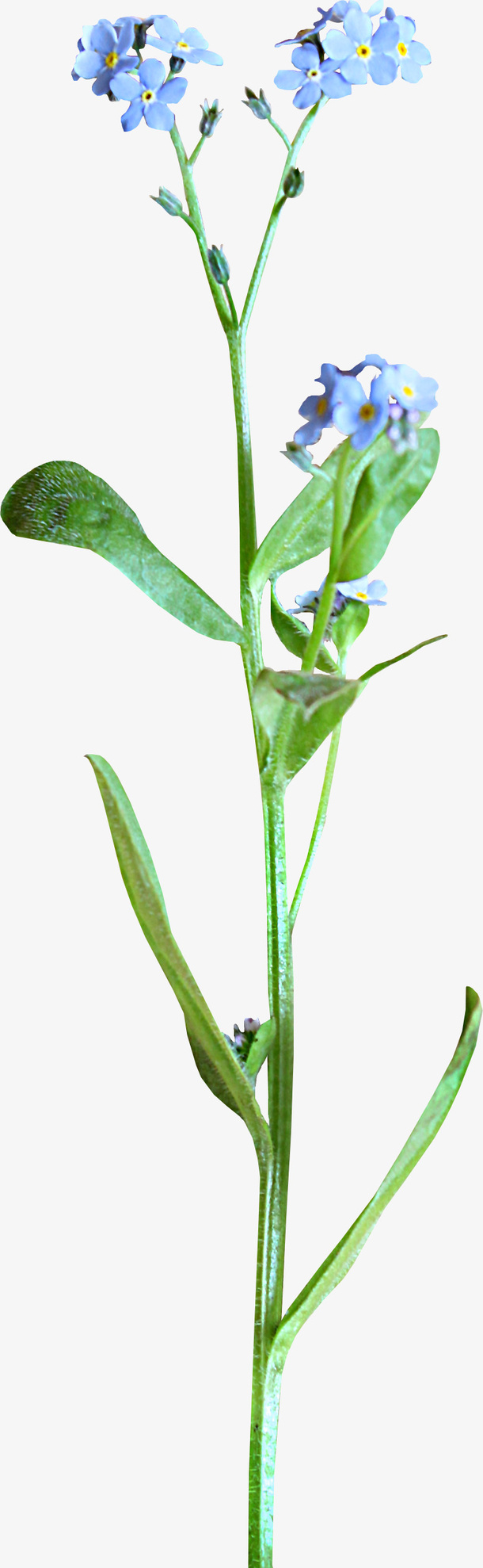 花卉免抠