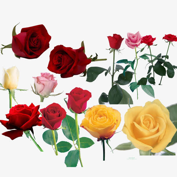 玫瑰花免抠