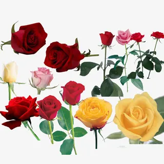 玫瑰花免抠