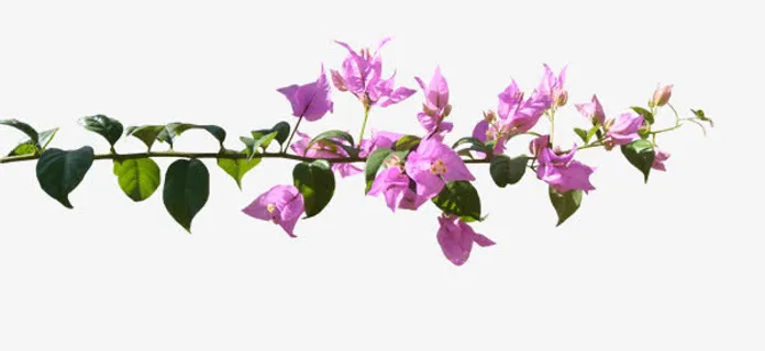 鲜花绿叶免扣背景png图