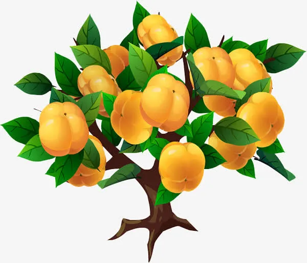 柿子树免抠