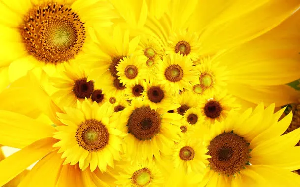 向日葵花太阳花花蕊免抠