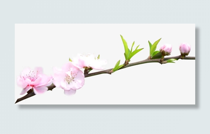 一枝桃花免抠
