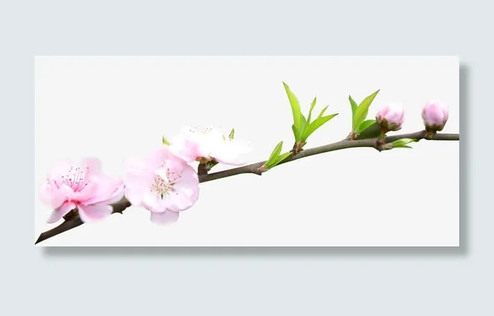 一枝桃花免抠