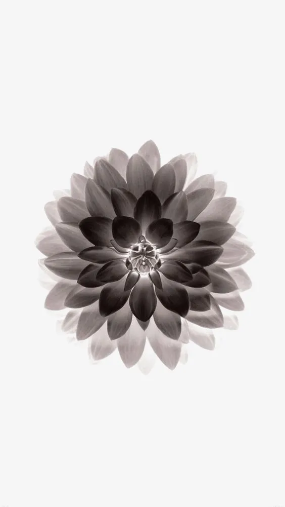 黑色花瓣免扣元素免抠
