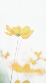 黄色菊花透明背景