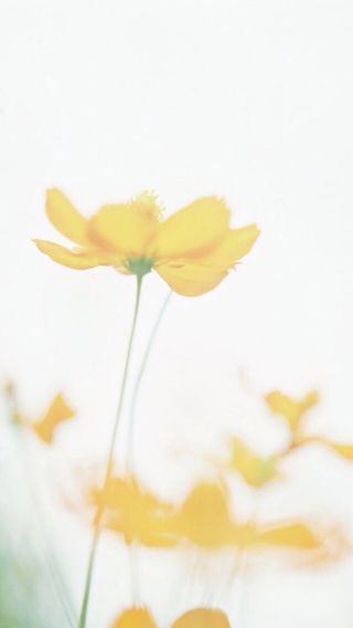 黄色菊花透明背景