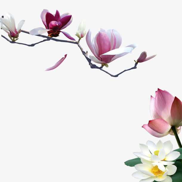 荷花素材免抠