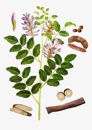 甘草中药手绘免抠