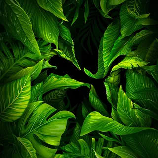 黑底绿叶背景高清