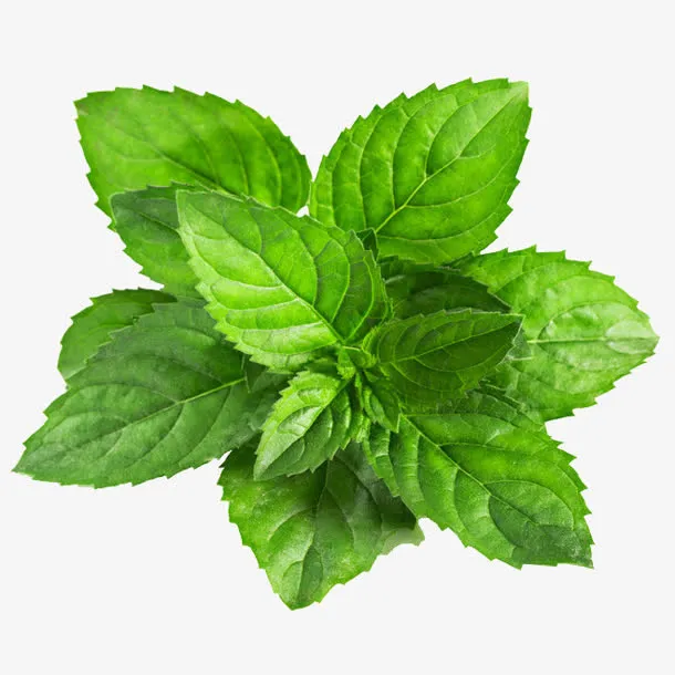 绿色高清薄荷叶子免抠