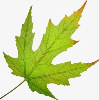树木叶子免抠