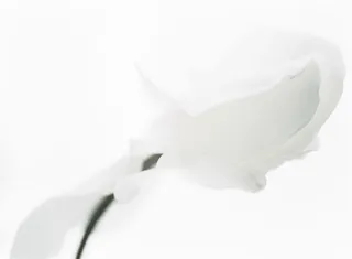 简约的白色花朵绿叶免抠