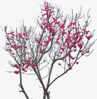 冬日梅花耐寒手绘免抠