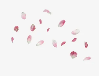 粉红花瓣漂浮免抠