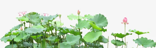 荷叶免抠