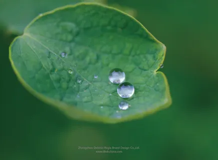 露水情缘露珠绿叶免抠 露水情缘露珠绿叶免抠