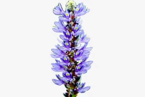 盛开的熏衣草免抠