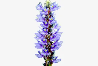 盛开的熏衣草免抠