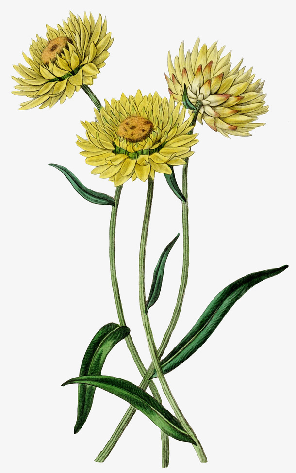 手绘菊花免抠