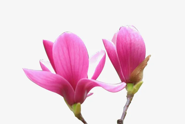 四季红玉兰花儿盛开特写含苞待放免抠