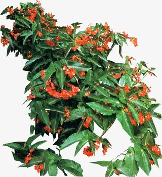 红色小花绿叶免抠