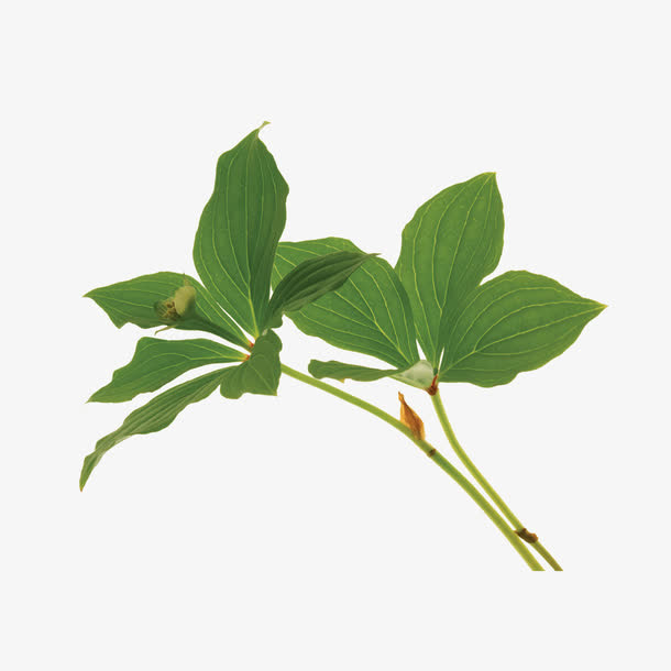 水上的绿色植物免抠