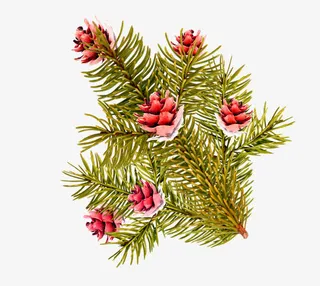 绿色手绘松树枝松果装饰图案免抠
