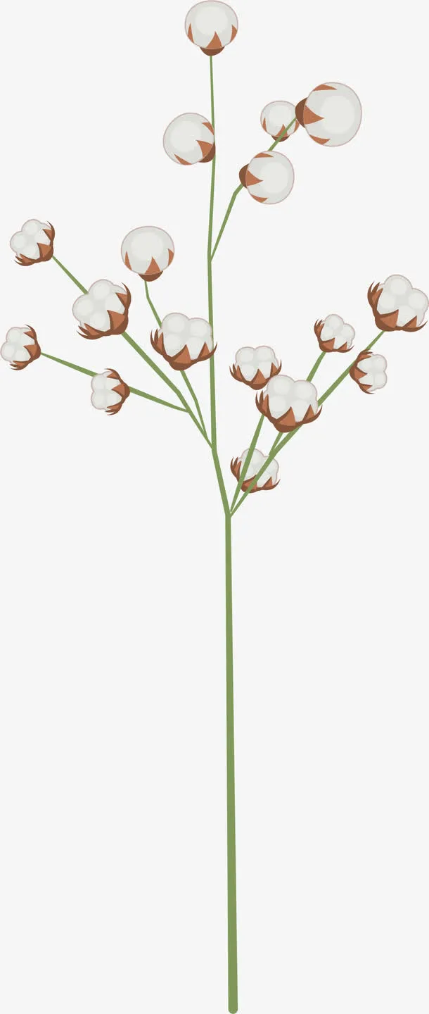 春季白色棉花植物免抠