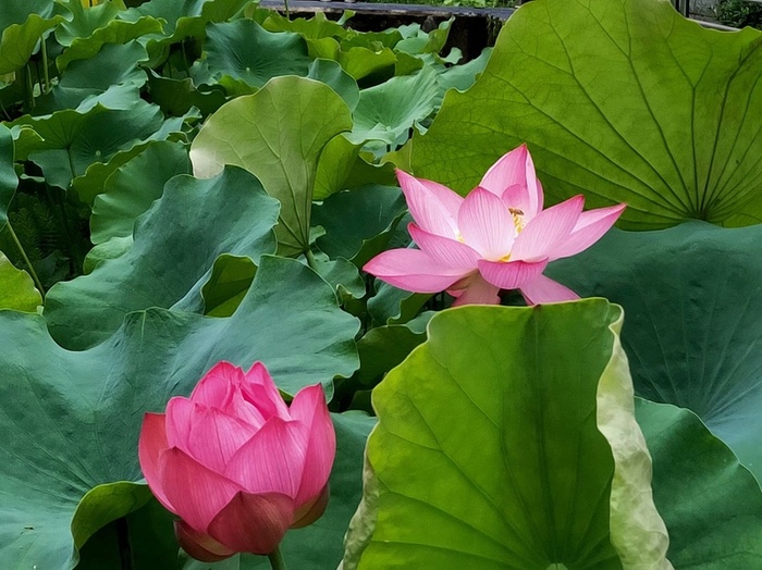 荷花莲花花骨朵素材高清