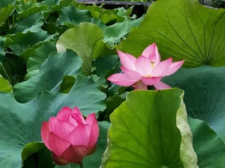 荷花莲花花骨朵素材高清