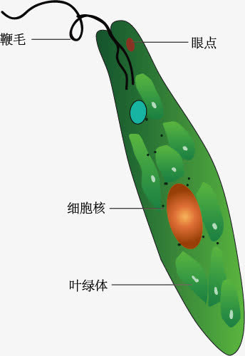 眼虫示意图免抠
