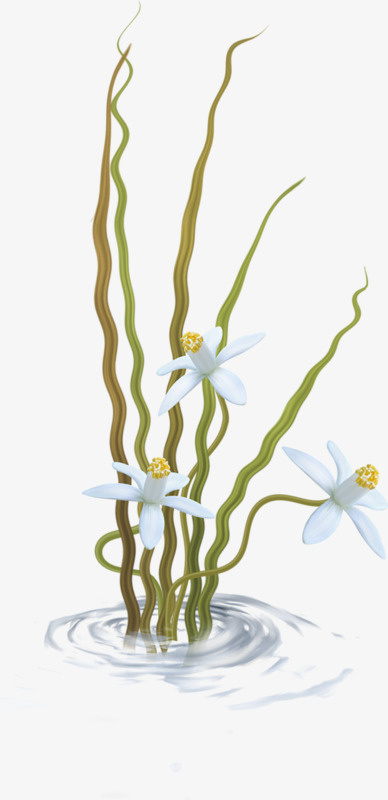 水中花枝免抠