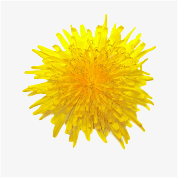 重阳鲜花免抠