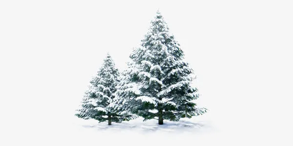 冬天浪漫的雪松装饰免抠