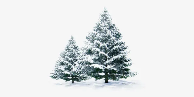 冬天浪漫的雪松装饰免抠 冬天浪漫的雪松装饰免抠