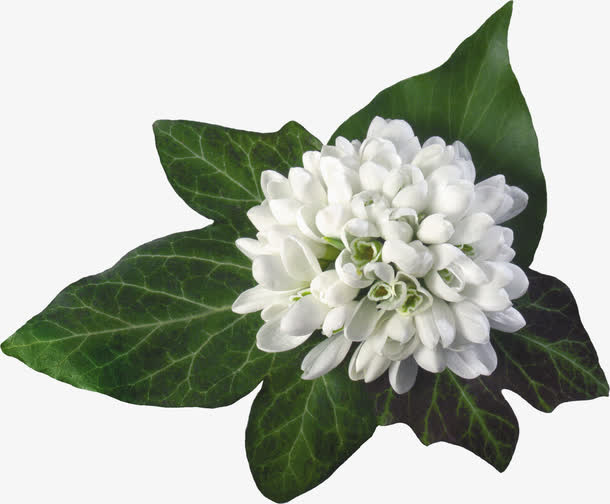 白色花束素材免抠