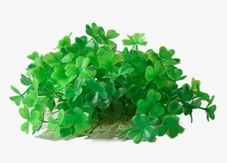 水族箱布景仿真水草假水草免抠