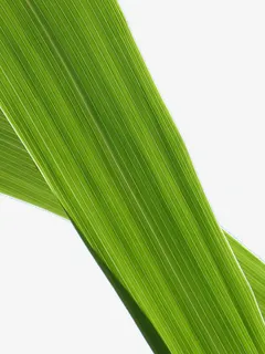 绿色美国甘蔗叶子免抠