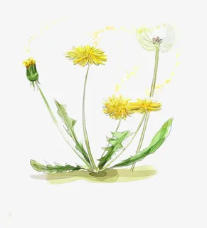 黄色金盏花免抠