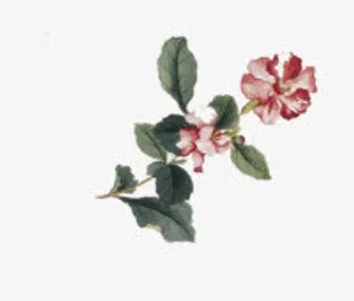 手绘粉色花朵绿叶插图免抠