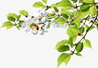 春天白色树枝花朵免抠