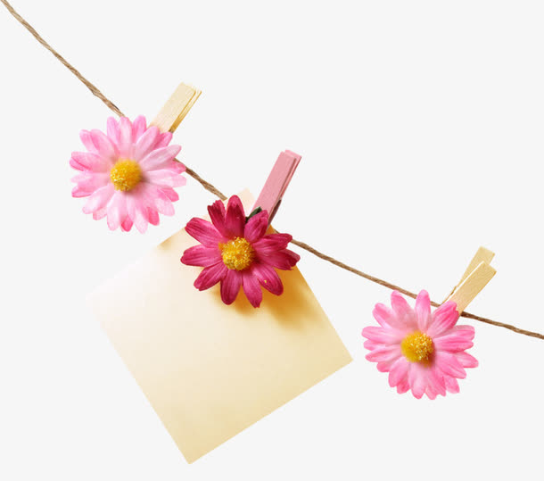 夹在绳子上的月季免抠