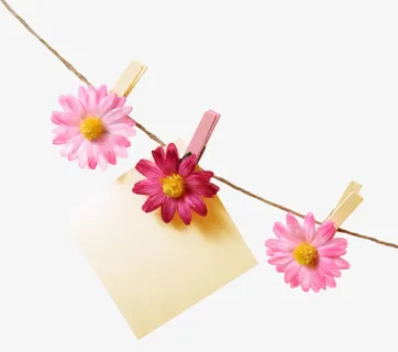 夹在绳子上的月季免抠