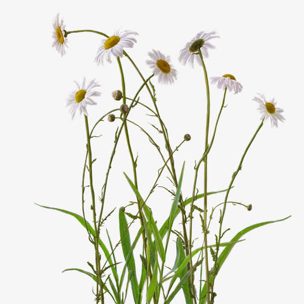 盛开白色向日小花免抠