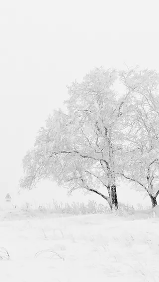 雪地里的树H5背景高清